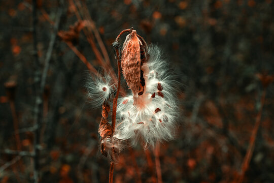 Dry milkweed seed pod splitting open and releasing white silky fluff and brown seeds, with a thin stem against a dark blurred forest background in warm orange autumn tones.