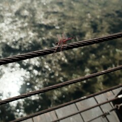 ​Red dragonfly perched on steel cable rope over water with glittering bokeh background © Aj