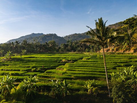 Aerial view of the lush green rice terraces in Sepakung surrounded by tropical palm trees and mountains under a clear blue sky in Banyubiru, Central Java, Indonesia.