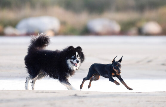 miniature pinscher and pomsky on beach