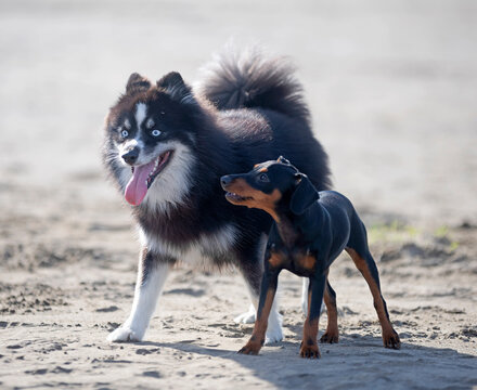 miniature pinscher and pomsky on beach