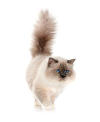 birman cat in studio © cynoclub