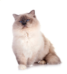 birman cat in studio © cynoclub