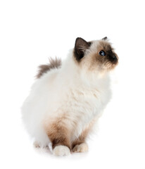 birman cat in studio © cynoclub