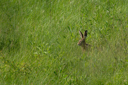 Brown Hare, Lepus europaeus, Sierra de la Culebra, Zamora, Spain