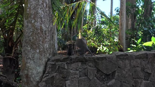 macaques sur un mur &agrave; Puputan, Denpasar, Bali (Indon&eacute;sie).