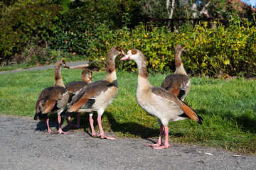 Five Egyptian Geese Gathered on a Path Showing Chestnut Eye Patches and Pink Legs in Park © Jane Allan
