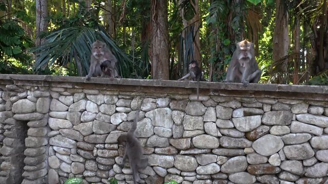 macaques sur un mur &agrave; Puputan, Denpasar, Bali (Indon&eacute;sie).