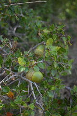 Close-up of green acorns ripening on an oak branch among spiky green leaves © Paraskevi