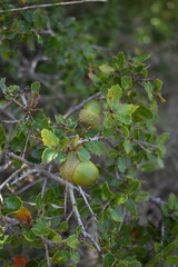 Ripening green acorns hanging from an oak tree branch surrounded by green foliage © Paraskevi