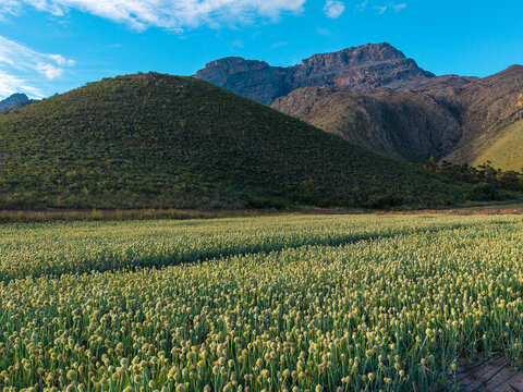 Aerial view of union seed farming lands with rows of flowering plants set against a backdrop of rugged mountains in Hoeko, Western Cape, South Africa.