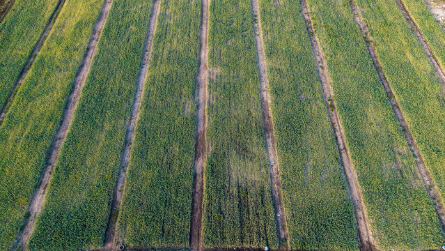 Aerial view of union seed farming lands with long parallel rows of crops and soil paths in Hoeko, Western Cape, South Africa.