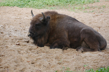 european bison © Mateusz