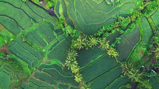 Geometric rice fields palm trees and tropical greenery in Bali Indonesia highlighting subak irrigation system banana plants and lush rural farming landscape push-in overhead drone view
