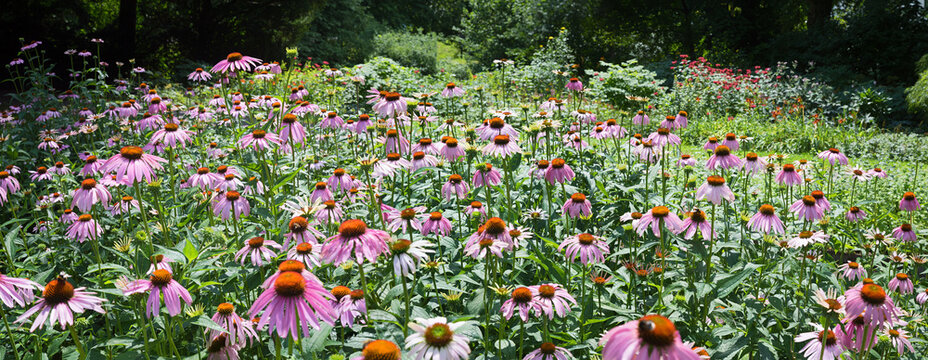panoramic view of a flower bed with pink coneflower blossoms. spa garden Bad Aibling