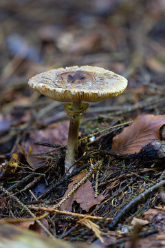 Olive Shaggy Parasol fungi in woodland during autumn, England, UK.