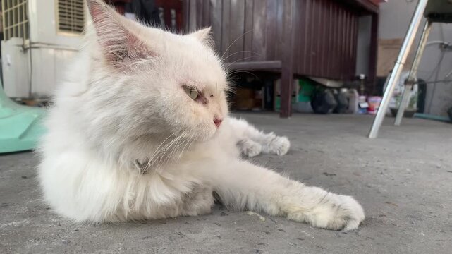 Fluffy white cat lounging on concrete floor, looking sideways with green eyes. The cat has long fur and a calm expression.