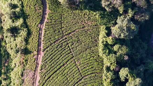 Aerial drone shot of terraced tea plantation with curving green rows beside lush tropical forest.