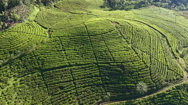 Lush tea fields stretch across rolling green hills. Aerial view reveals neat rows and winding paths