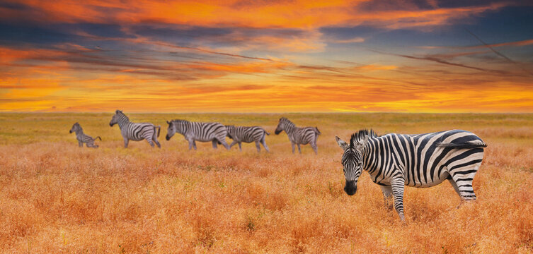 Natural landscape at sunset, banner, panorama - view of a herd of zebras grazing in high grass. Wildlife scene from nature