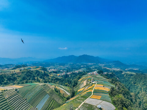 Aerial view of Sukomakmur terraced vegetable fields on the slopes of Mount Sumbing with lush crops, dirt paths, and mountains under a clear blue sky in Kajoran, Central Java, Indonesia.