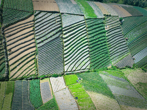 Aerial view of Sukomakmur vegetable terraces with lush green crops and neatly arranged rows on the slopes of the mountains in Kajoran, Central Java, Indonesia.