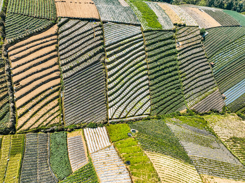 Aerial view of the terraced vegetable fields of Sukomakmur, featuring lush green crops, geometric patterns, and steep slopes in the mountains of Kajoran, Central Java, Indonesia.