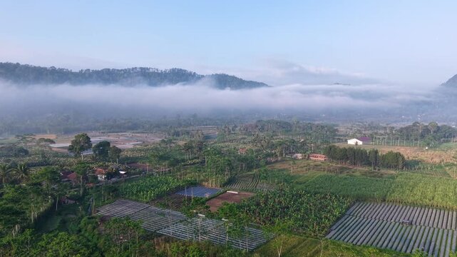 Morning aerial panorama of terraced paddy fields with mist rolling across Semeru foothills at Pronojiwo, East Java, Indonesia