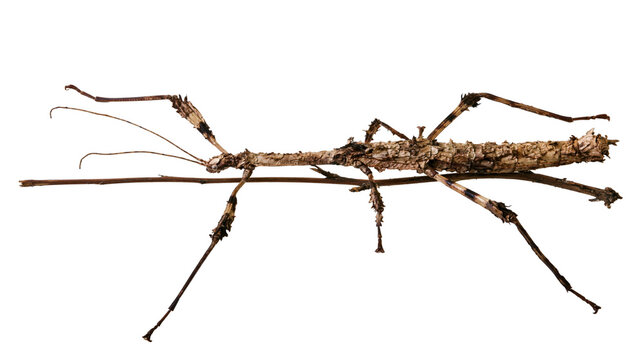 Brown textured stick insect with long thin legs and camouflage body