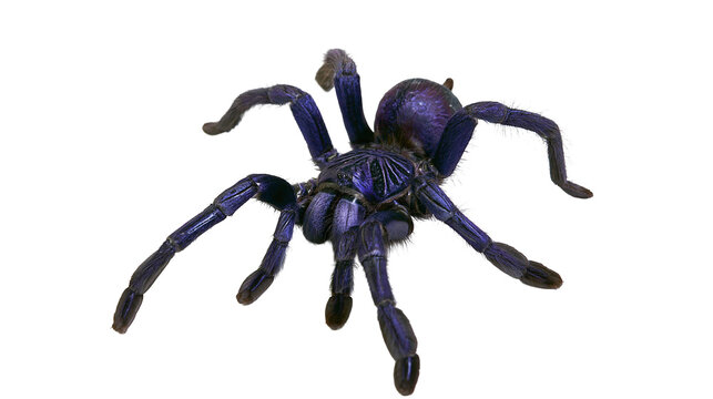 Vibrant metallic purple tarantula spider with long hairy legs