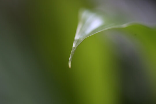 Delicate Green Leaf Tip Close-Up with Blurred Natural Background