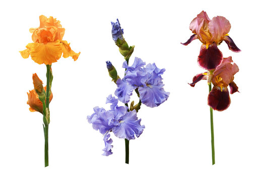 Set of defferent iris flowers (brown, purple, orange) isolated on white or transparent background
