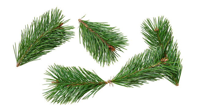 Fresh green pine tree branches with long needles and small brown buds