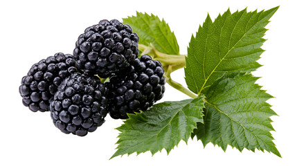 Fresh ripe blackberries with green serrated leaves on a short woody stem © Uxia