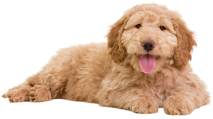 Fluffy golden apricot Goldendoodle puppy lying down with tongue out © Uxia