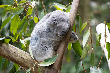 Female Koala (Phascolarctos cinereus) sleeping peacefully in the fork of a eucalyptus tree, resting her head against the trunk while surrounded by green gum leaves in Australia. © Hewes Wild Australia