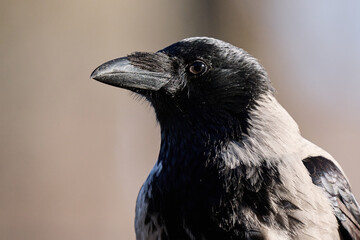 crow on a white background © smirs