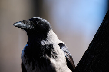 crow on the ground © smirs
