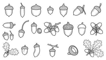 Acorns Collection, Detailed Line Drawing Illustration Featuring Oak, Nuts © Mofajjol
