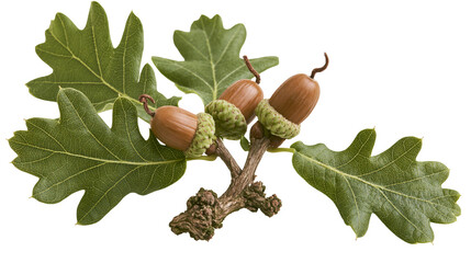 Fresh green oak leaves and brown acorns on a small textured tree branch © Fraser