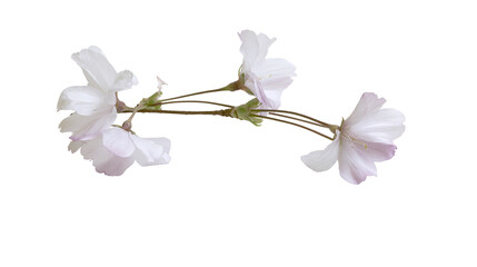 Delicate pale pink cherry blossom flowers on a thin brown stem © Fraser