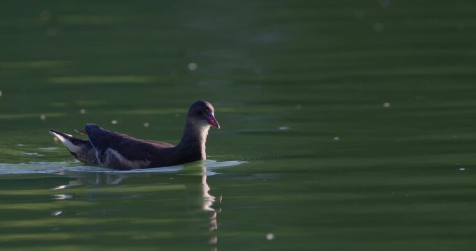 Close-up of a common moorhen juvenile swimming in a green pond bathed in warm sunlight