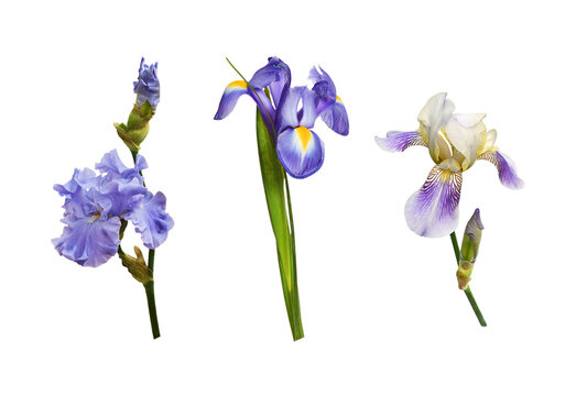 Set of defferent purple iris flowers isolated on white or transparent background