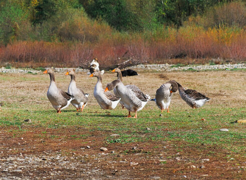 A flock of domestic geese grazing on a pasture near a village in Europe, with two dogs standing guard near the woodland edge.