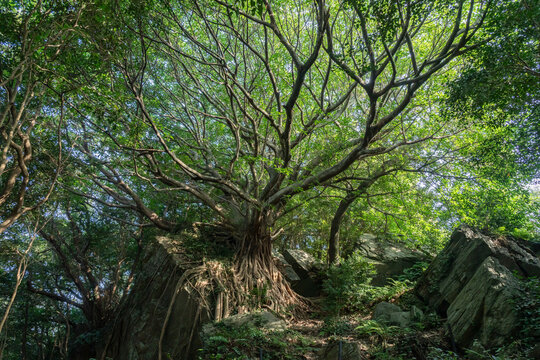 天草のラピュタ　巨岩に無数に根を張るアコウの巨木　Ficus superba