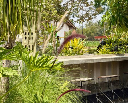 Lush tropical garden with purple fountain grass and philodendron leaves beside a concrete outdoor bar counter with metal stools at a rural caf&eacute;.