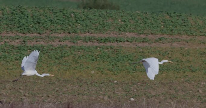 Two great egrets taking off from a small field pond and landing synchronously in the distance with heat haze