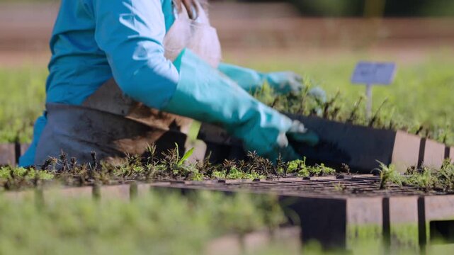 A worker handles small pine tree seedlings in trays at a tree nursery.