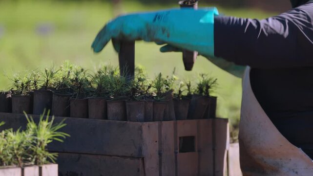 A worker organizing small pine tree seedlings inside a commercial tree nursery.