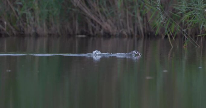 Great crested grebe parent feeding a small fish to its juvenile chick on a calm pond